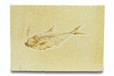 Bargain, Fossil Fish (Diplomystus) - Wyoming #289902-1